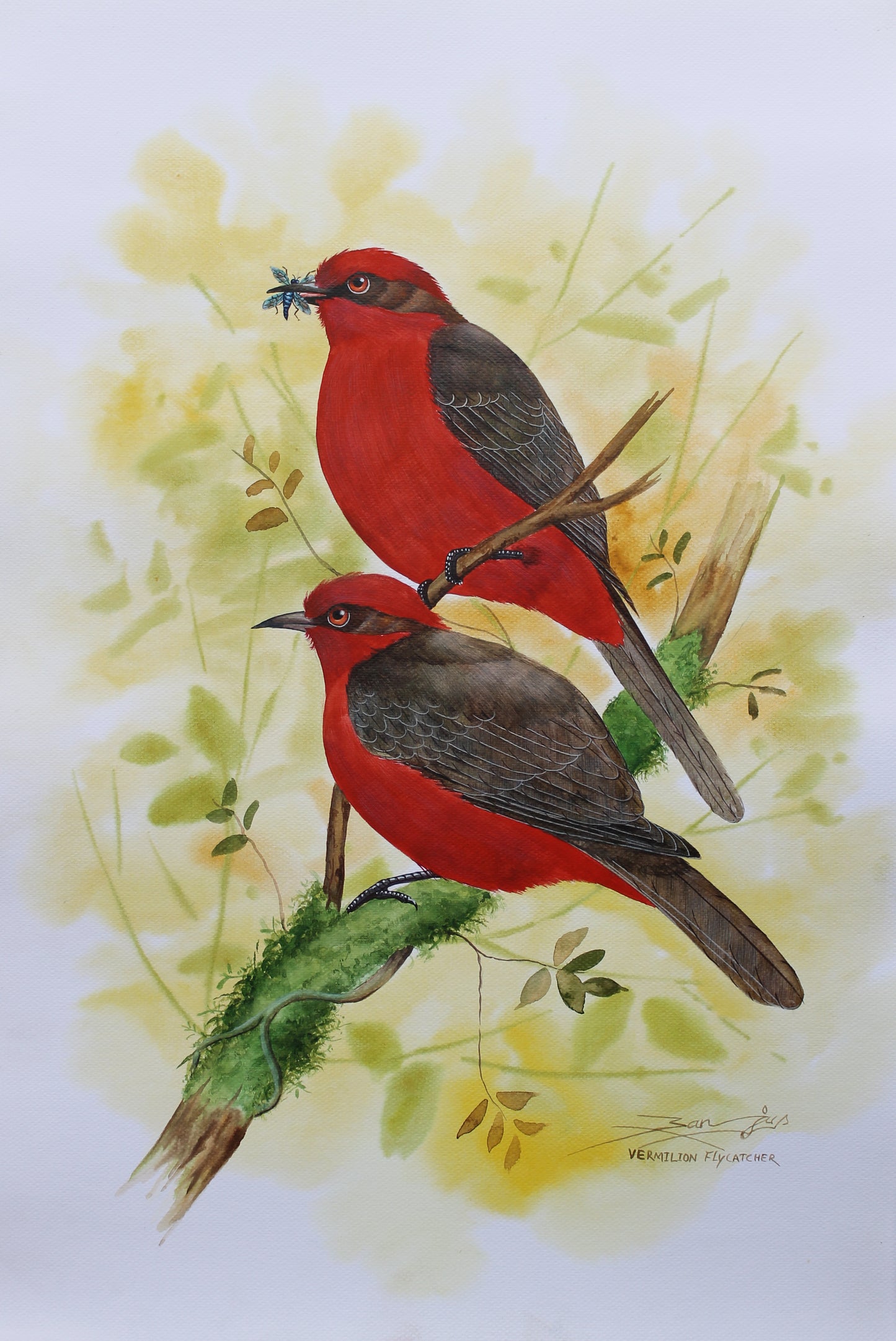 Vermilion Flycatcher Birds