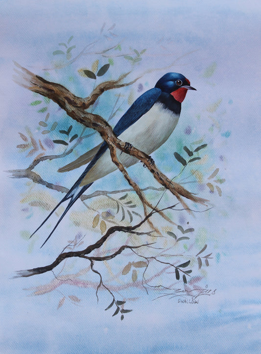 Swallow Bird