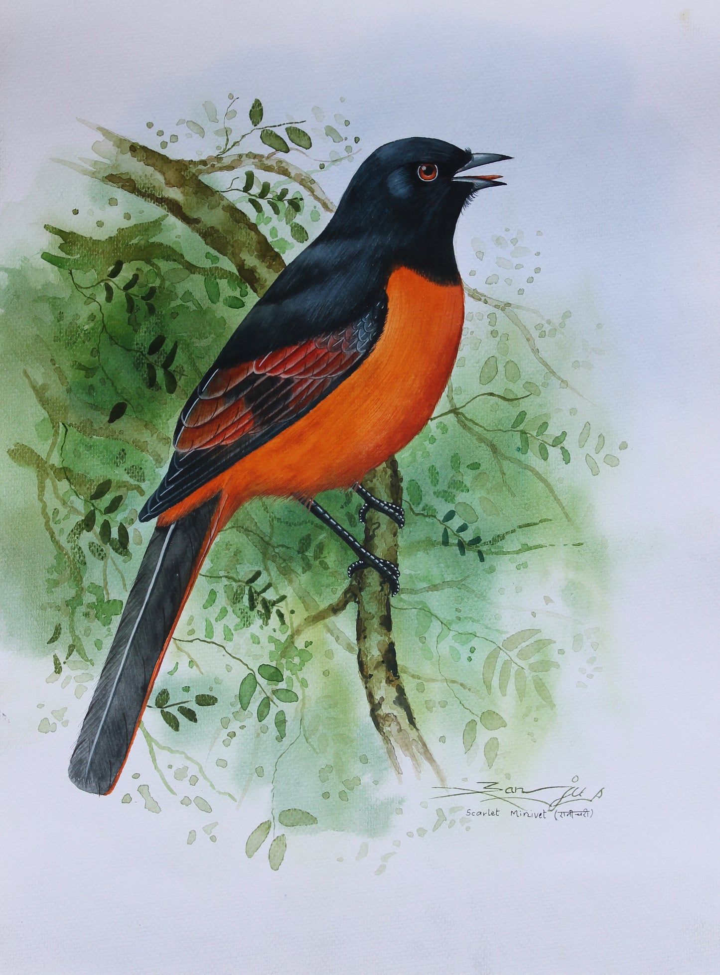 Scarlet Minivet Bird