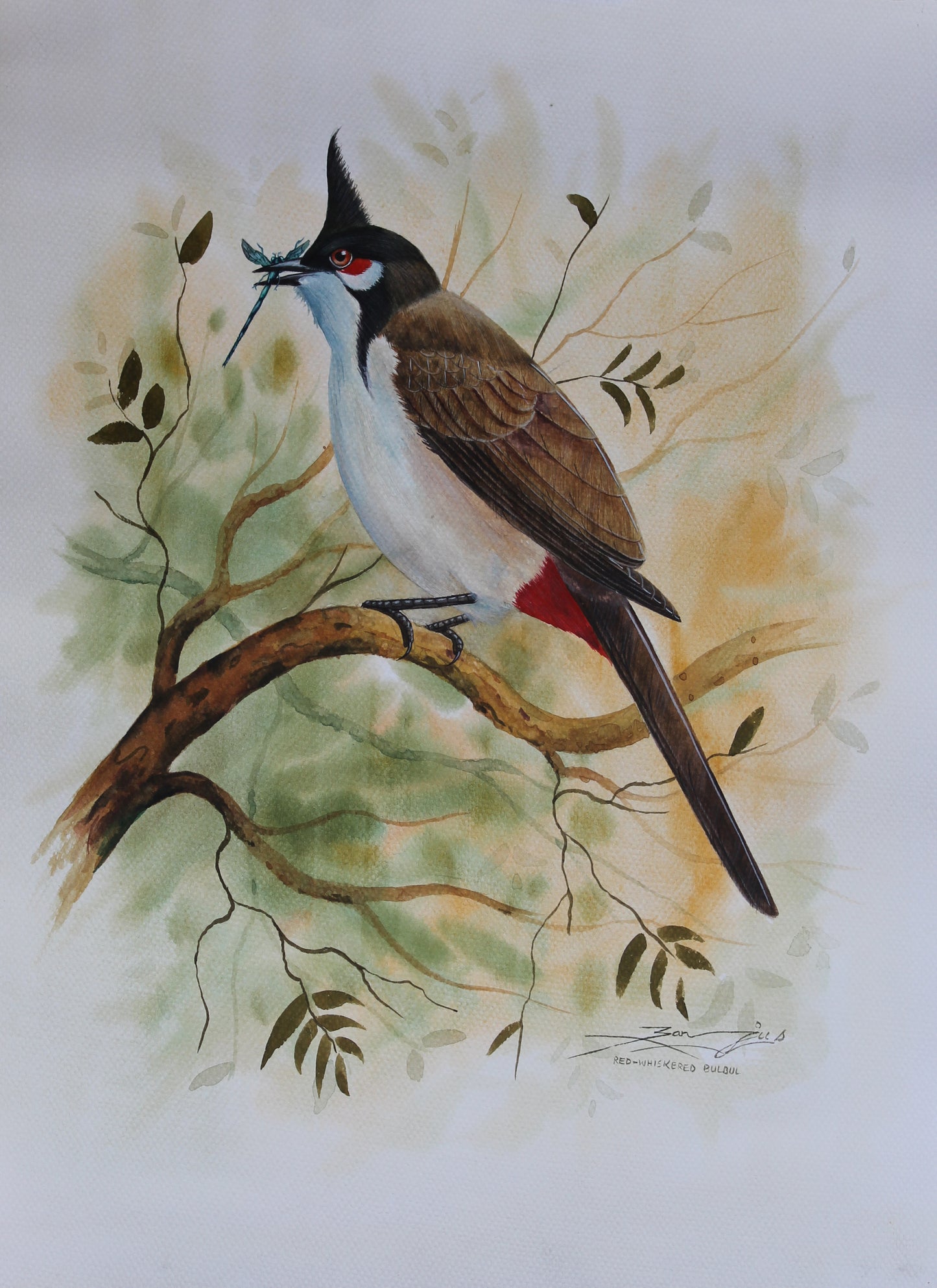 Red-whiskered Bulbul Bird