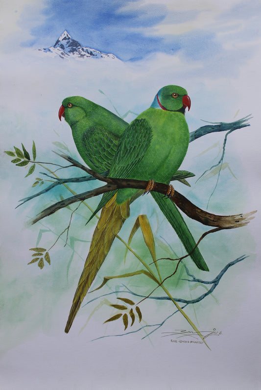 Rose-Ringed Parakeet Bird