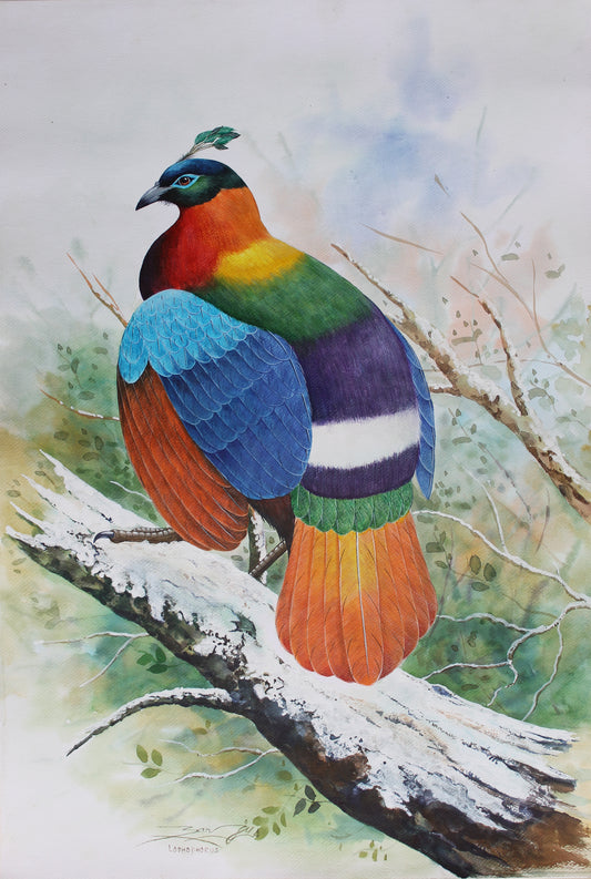 Danfe -  national bird of Nepal found in himalayan region