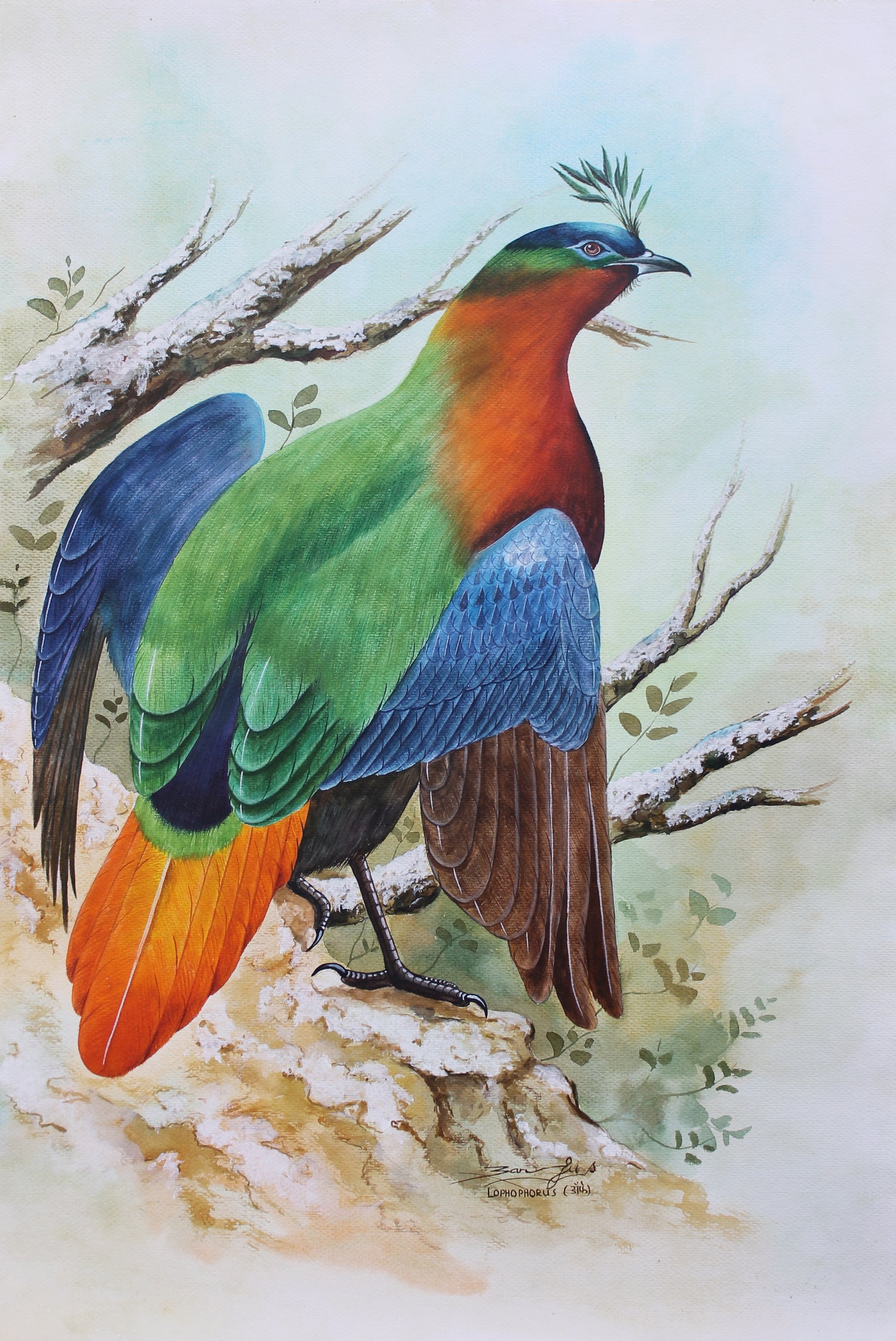 National bird of Nepal, Danfe, watercolour art