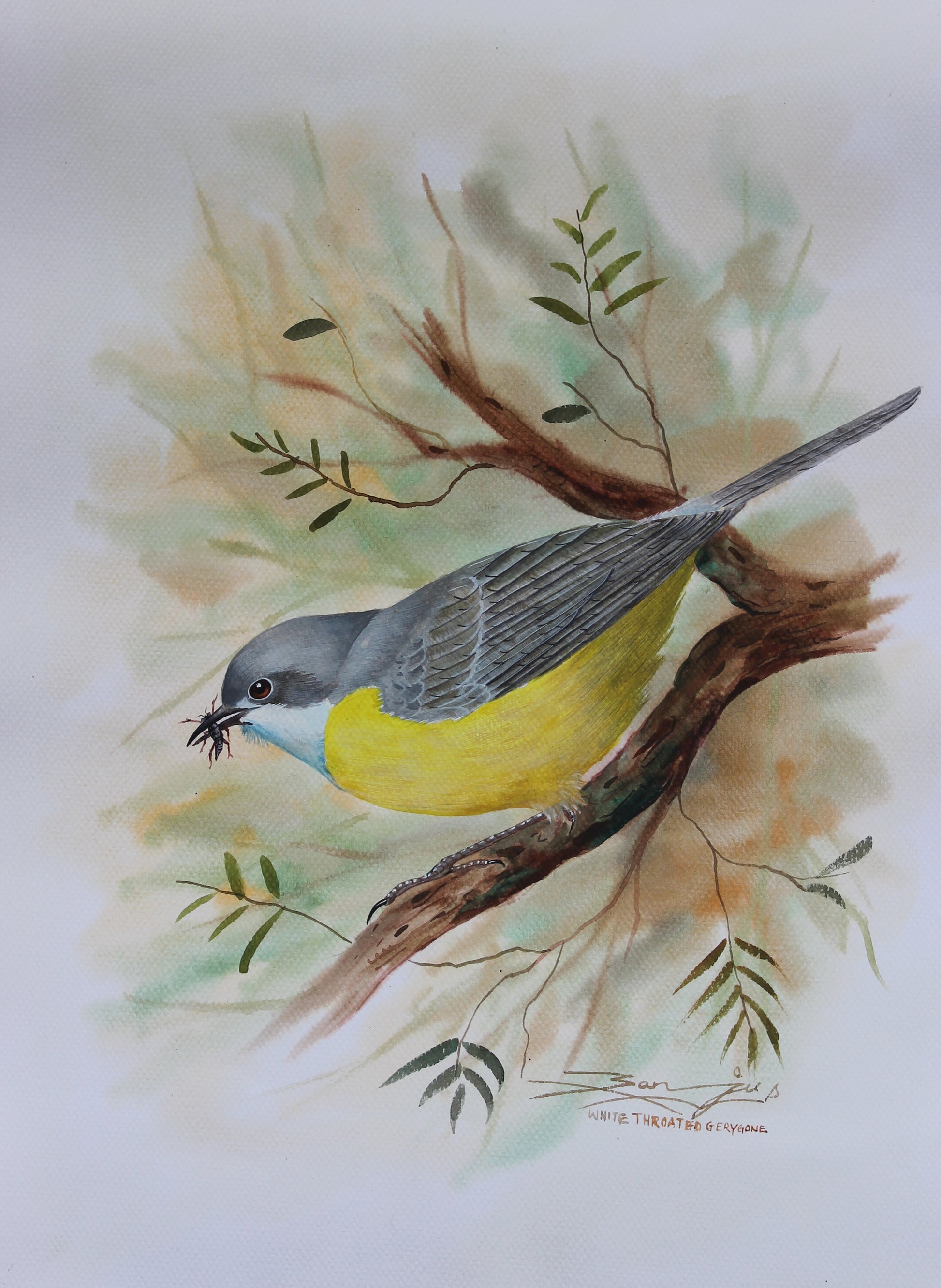 a White-Throated Gerygone, Nepal